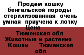 Продам кошку бенгальской породы, стерилизованная, очень умная, приучена к лотку  › Цена ­ 3 500 - Тюменская обл. Животные и растения » Кошки   . Тюменская обл.